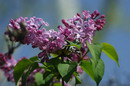 Common Lilac
